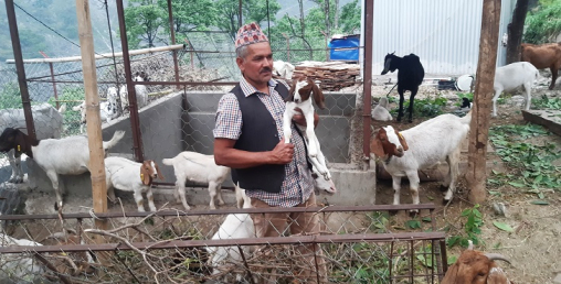 वैदेशिक रोजगारी छाडेर स्वदेशमा बाख्रापालन