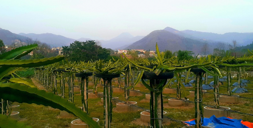 माँ अम्बे अलौकिक कृषि फार्म’ दर्ता गरेर तनहुँमा ड्रागन खेती शुरु