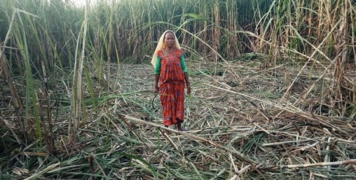 बैंकबाट ऋण निकालेर लगाएको उखु बाली हात्तीले सखाप