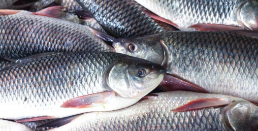 माछापालनबाट वार्षिक एक करोड ३० लाख आम्दानी गर्छन विकास