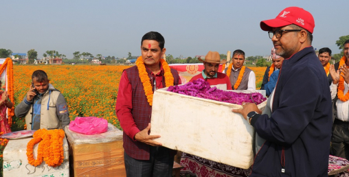 चितवनको सयपत्री र मखमली हङकङ निर्यात