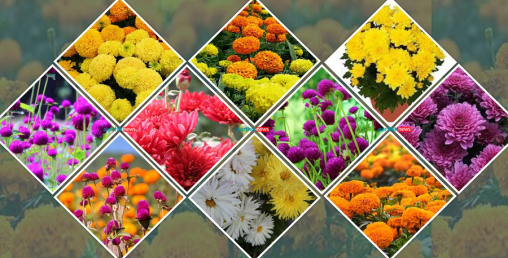 सरकारले नै झुक्यायो किसानलाई, अवैध आयात नरोकिँदा पुष्प व्यवसायीको अर्बौं डुब्दै