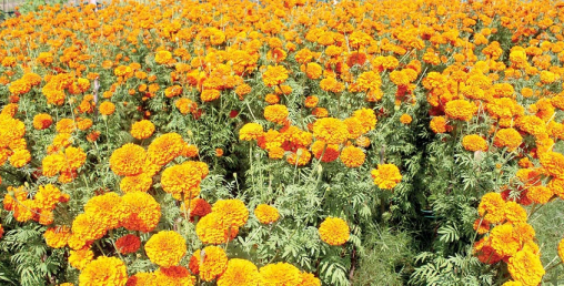 फूलखेतीमा रमाउँदै युवा कृषक