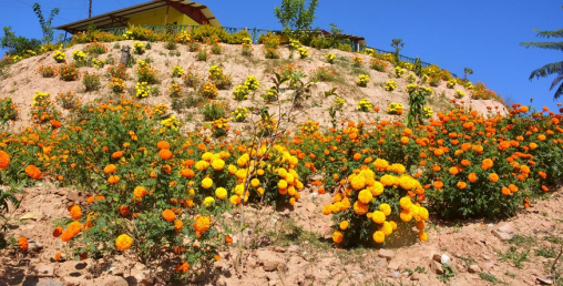 तिहारका लागि विद्यालयमा फूल उत्पादन