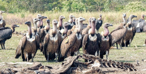 संरक्षणको अभावले संकटमा गिद्ध
