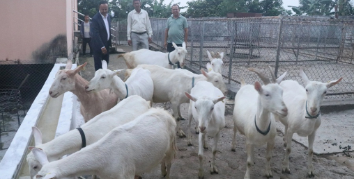 बाख्राको दूधबाट बनेको चिजको माग उच्च