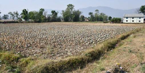 सिँचाइ कुलो भत्काउँदा खेत बाँझै