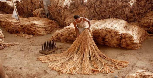 ओरालोमा जुट निकासी : १६ अर्ब रुपैयाँको जुट निकासी ६ अर्बमा खुम्चियो