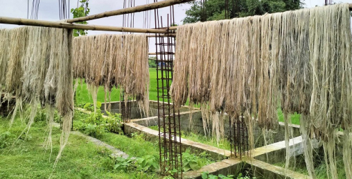 जुटको उत्पादन बढ्दै, मूल्यमा गिरावट