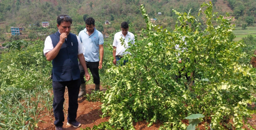 हावाहुरीले गर्‍यो कागतीखेतीसँगै राजुको सपना पनि ध्वस्त