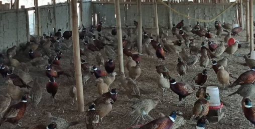 मान्ममा कालिज फार्म सञ्चालन