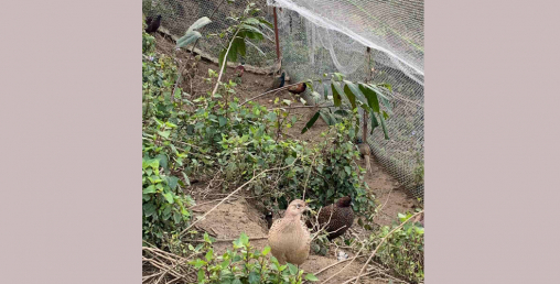 चुरेमा फस्टायो कालिज व्यवसाय