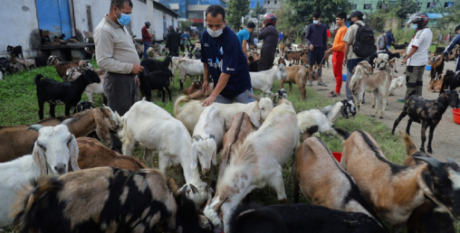 खाद्यले दाङका खसीबोका काठमाडौं पठाउन थाल्यो