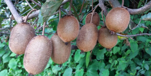 फल नपाक्दै किबी किसानलाई बजारको चिन्ता