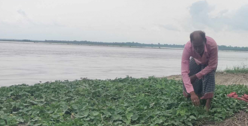 कुतियाकबरमा भारतीयको लोभलाग्दो तरकारी खेती, मनग्य आम्दानी