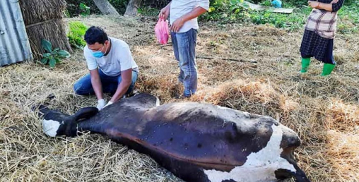सत्ताइस हजारभन्दा बढी पशुलाई लम्पी स्किनविरुद्ध खोप लगाइयो