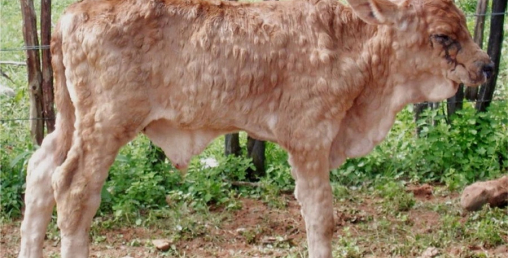 १५ दिनमै तीन लाख ४५ हजार पशुमा ‘लम्पी स्किन’ विरुद्धको खोप