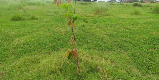 लुम्बिनीमा रोपेका करोडौं रुपैयाँका विरुवा नष्ट, आधा शताब्दीसम्ममा पनि पूरा भएन गुरुयोजना
