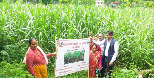 खुदोले चिनिएको गाउँ ढोडबेँसी र मालेपाटन, धानभन्दा दोब्बर आम्दानी