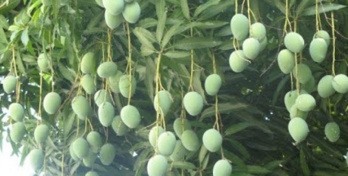 एक करोडभन्दा बढीमा ठेक्का लाग्यो बागवानीको आँप