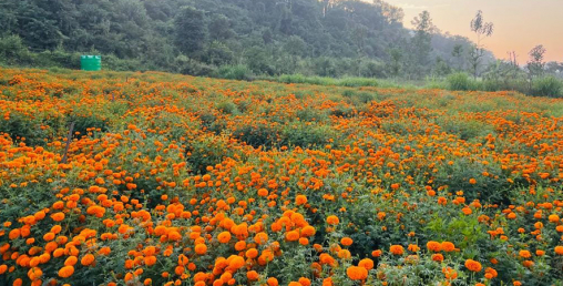 सयपत्री फूलखेतीको ‘हब’ बन्दै तनहुँ