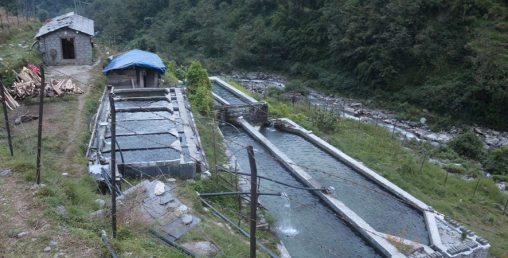 विदेशबाट फर्केर सामूहिक लगानीमा माछापालन, बन्यो उदाहरणीय व्यवसाय