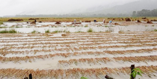 बर्षाले किसानको वर्ष दिनको खानेकुराको जोहोमा बज्रपात