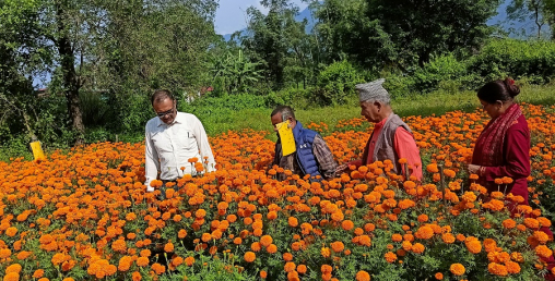 सयपत्री बेचेर ९ लाख आम्दानी
