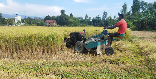 चितवनमा धान उत्पादन १० प्रतिशत कमी