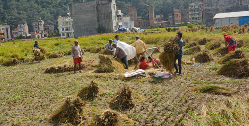 भक्तपुरका किसानलाई धान भित्र्याउन चटारो