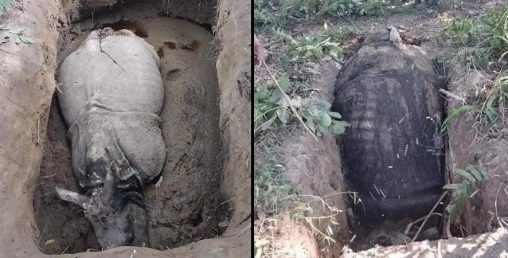 चितवन निकुञ्‍जमा सल्बलाए तस्कर, धराप थापेर दुई गैंडा मारे