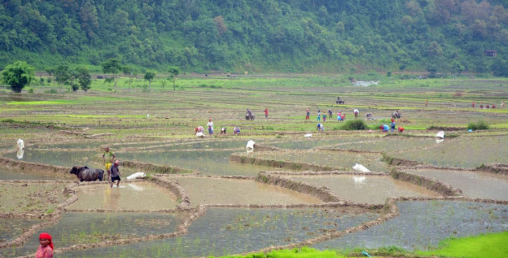 महोत्तरीमा ४०% मात्रै धान रोपाइँ, रोपेको धान पनि सुक्दै