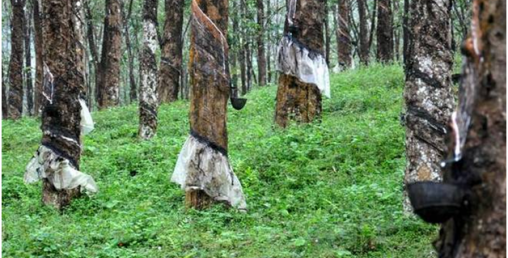 ‘रबर खेतीका पिता’ झापामा सम्मानित
