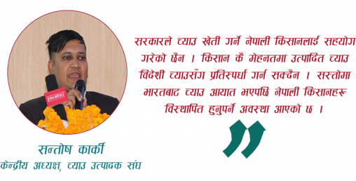 ‘आयातित च्याउसँग प्रतिस्पर्धा गर्न नसकेर च्याउ किसान विस्थापित हुन बाध्य भए’