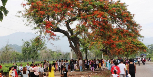 राताम्य शिरीषले लोभ्यायो मन, टिकटक बनाउने भीडले बनाए भाइरल
