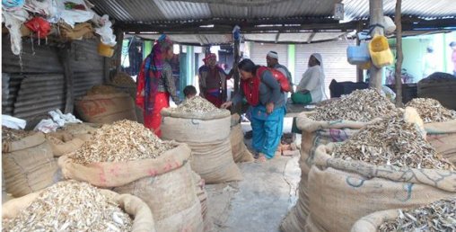यो ठाउँमा फस्टायो सिद्राको व्यापार