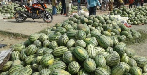 बन्दाबन्दीमा खरबुजा फलाएर एउटै टोलले कमायो ५० लाख