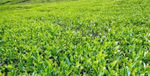 अब नेपालमै पहिलो पटक चिया प्रविधिको पढाइ पनि हुँदै