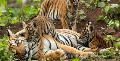बाघ हेर्न निकुञ्जमा पर्यटक बढे