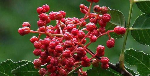 म्याग्दीको टिमुर बेल्जियम र कोरिया निर्यात