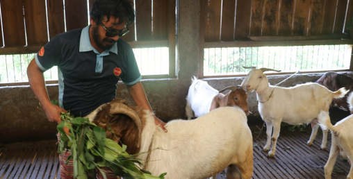 व्यावसायिक बाख्रापालनमा कम्प्युटर इन्जिनियर