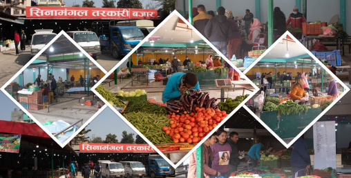 सिनामंगलमा होलसेल तथा खुद्रा तरकारी बजार सञ्चालन
