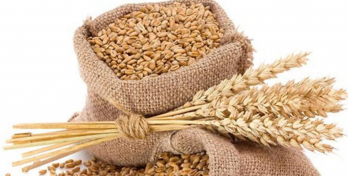 रुस–युक्रेन युद्धका कारण विश्वसामु खाद्य संकट, गहुँको मूल्यमा नयाँ रेकर्ड