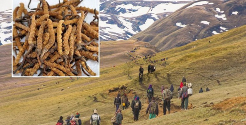 यार्सा टिप्दै, करोडौं कमाउँदै