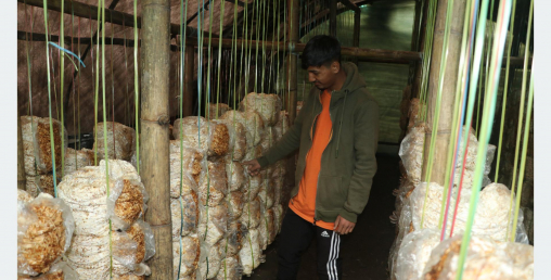 २० वर्षीय युवाको लोभलाग्दो कर्म, महिनामै २ लाख कमाइ