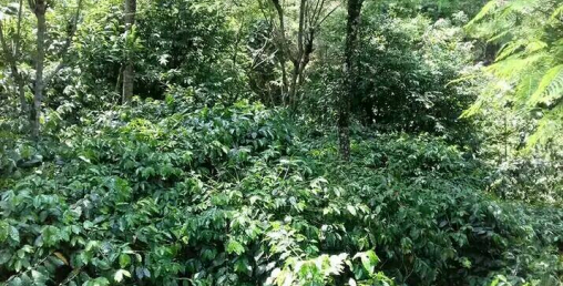 नेपालको अग्र्यानिक कफी जापान, कोरिया र जर्मनी निर्यात
