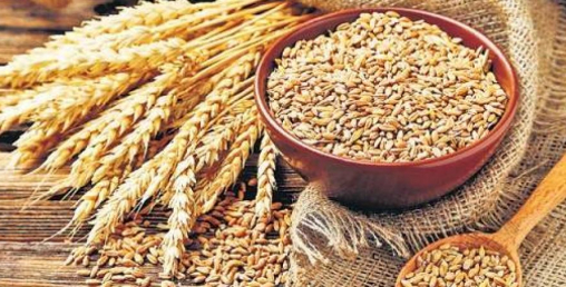 गहुँ निर्यात प्रतिबन्धले विश्वभर हलचल, जी ७ देशहरूले समेत भारतको आलोचना गर्यो