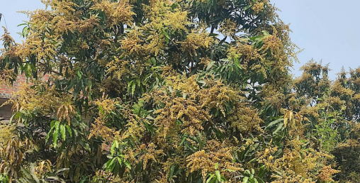 झपक्कै फुल्यो आँप