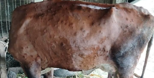 कृषिमा बेहाल निम्त्याएको ‘लम्पी स्किन’ रोगलाई महामारी घोषणा गर्न माग