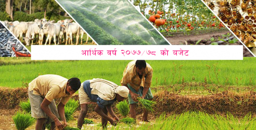 आगामी बजेटः कृषि क्षेत्र आर्थिक विकासको मूल आधार